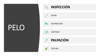 PELO
INSPECCIÓN
COLOR
DISTRIBUCIÓN
CANTIDAD
PALPACIÓN
TEXTURA
 