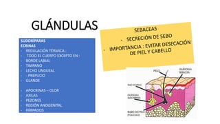 GLÁNDULAS
SUDORÍPARAS
SUDORÍPARAS
ECRINAS
- REGULACIÓN TÉRMICA :
- TODO EL CUERPO EXCEPTO EN :
- BORDE LABIAL
- TIMPANO
- LECHO UNGUEAL
- - PREPUCIO
- GLANDE
- APOCRINAS – OLOR
- AXILAS
- PEZONES
- REGIÓN ANOGENITAL
- PÁRPADOS
- PABELLONES AUDITIVOS
 