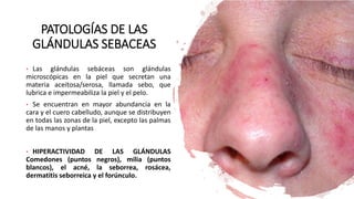 PATOLOGÍAS DE LAS
GLÁNDULAS SEBACEAS
• Las glándulas sebáceas son glándulas
microscópicas en la piel que secretan una
materia aceitosa/serosa, llamada sebo, que
lubrica e impermeabiliza la piel y el pelo.
• Se encuentran en mayor abundancia en la
cara y el cuero cabelludo, aunque se distribuyen
en todas las zonas de la piel, excepto las palmas
de las manos y plantas
• HIPERACTIVIDAD DE LAS GLÁNDULAS
Comedones (puntos negros), milia (puntos
blancos), el acné, la seborrea, rosácea,
dermatitis seborreica y el forúnculo.
 