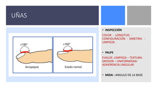 UÑAS
• INSPECCIÓN
COLOR - LONGITUD -
CONFIGURACIÓN - SIMETRIA -
LIMPIEZA
• PALPE
EVALÚE: LIMPIEZA – TEXTURA-
GROSOR – UNIFORMIDAD-
ADHERENCIA UNGULAR
• MIDA : ANGULO DE LA BASE
 
