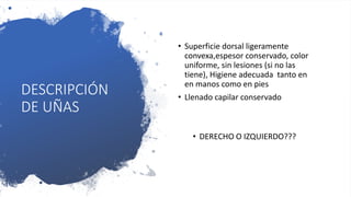 DESCRIPCIÓN
DE UÑAS
• Superficie dorsal ligeramente
convexa,espesor conservado, color
uniforme, sin lesiones (si no las
tiene), Higiene adecuada tanto en
en manos como en pies
• Llenado capilar conservado
• DERECHO O IZQUIERDO???
 
