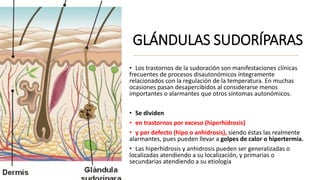 GLÁNDULAS SUDORÍPARAS
• Los trastornos de la sudoración son manifestaciones clínicas
frecuentes de procesos disautonómicos íntegramente
relacionados con la regulación de la temperatura. En muchas
ocasiones pasan desapercibidos al considerarse menos
importantes o alarmantes que otros síntomas autonómicos.
• Se dividen
• en trastornos por exceso (hiperhidrosis)
• y por defecto (hipo o anhidrosis), siendo éstas las realmente
alarmantes, pues pueden llevar a golpes de calor o hipertermia.
• Las hiperhidrosis y anhidrosis pueden ser generalizadas o
localizadas atendiendo a su localización, y primarias o
secundarias atendiendo a su etiología
 