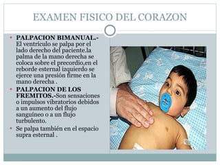 EXAMEN FISICO DEL CORAZON PALPACION BIMANUAL.- El ventrículo se palpa por el lado derecho del paciente.la palma de la mano derecha se coloca sobre el precordio,en el reborde esternal izquierdo se ejerce una presión firme en la mano derecha . PALPACION DE LOS FREMITOS.- Son sensaciones o impulsos vibratorios debidos a un aumento del flujo sanguíneo o a un flujo turbulento. Se palpa también en el espacio supra esternal . 