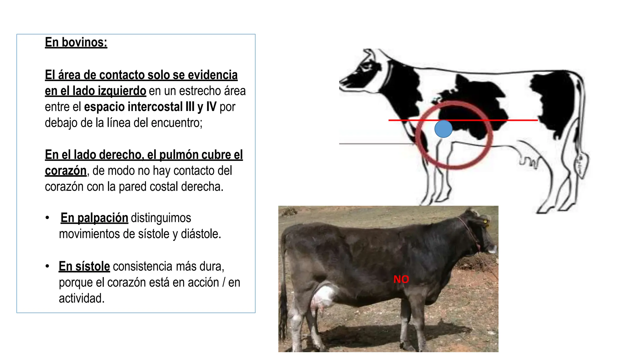 SEMIOLOGIA Clase 13 Exploracion clínico Sistema cardiovascular- Mal de