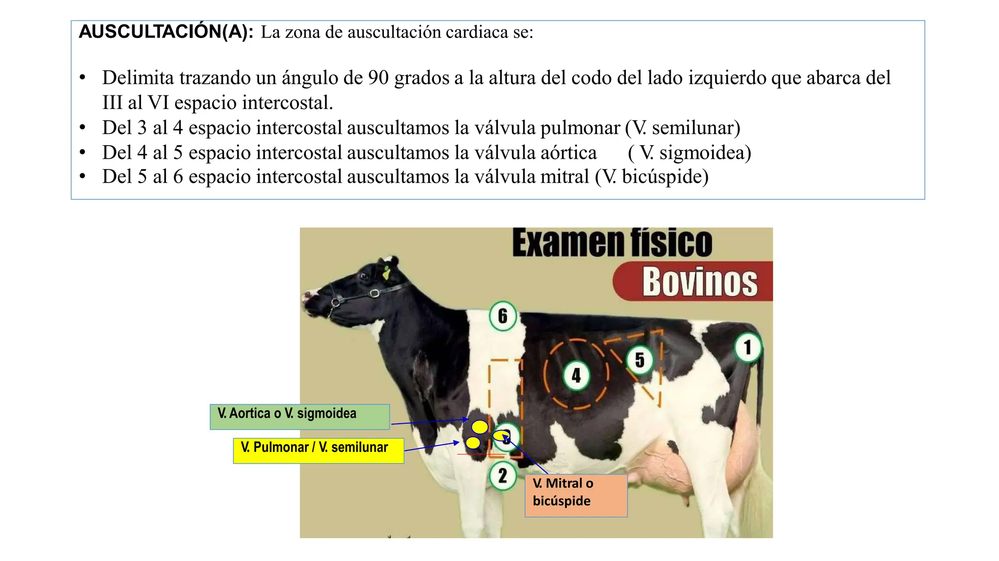 SEMIOLOGIA Clase 13 Exploracion clínico Sistema cardiovascular- Mal de