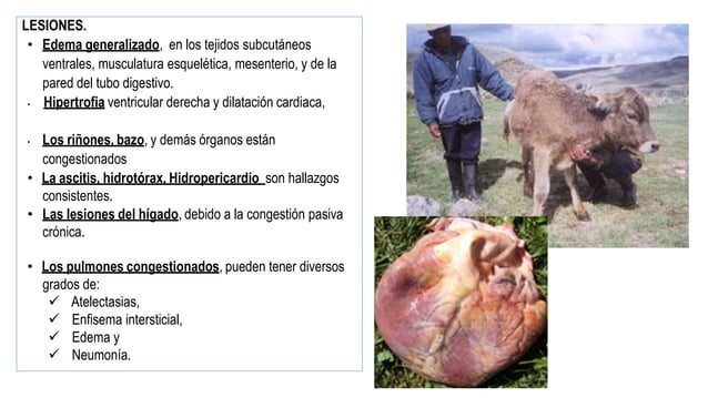 SEMIOLOGIA Clase 13 Exploracion clínico Sistema cardiovascular- Mal de
