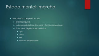 Estado mental: marcha 
 Mecanismo de producción: 
 Estado psíquico 
 Indemnidad de las estructuras y funciones nerviosas 
 Estructuras (órganos) secundarias: 
 Ojos 
 Oídos 
 Piel 
 Músculos estabilizadores 
 