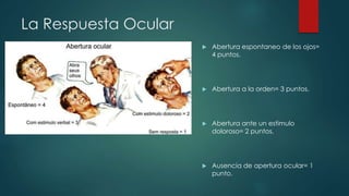 La Respuesta Ocular 
 Abertura espontaneo de los ojos= 
4 puntos. 
 Abertura a la orden= 3 puntos. 
 Abertura ante un estimulo 
doloroso= 2 puntos. 
 Ausencia de apertura ocular= 1 
punto. 
 