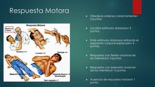 Respuesta Motora 
 Obedece ordenes correctamente= 
6 puntos. 
 Localiza estímulos dolorosos= 5 
puntos. 
 Evite estímulos dolorosos retirando el 
segmento corporal explorado= 4 
puntos. 
 Respuesta con flexión anormal de 
los miembros= 3 puntos. 
 Respuesta con extensión anormal 
de los miembros= 2 puntos. 
 Ausencia de respuesta motora= 1 
punto. 
 