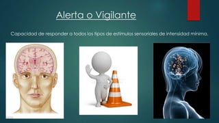 Alerta o Vigilante 
Capacidad de responder a todos los tipos de estímulos sensoriales de intensidad mínima. 
 