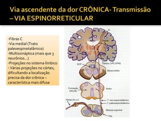 -Fibras C
-Via medial (Trato
paleoespinotalâmico)
-Multissináptica (mais que 3
neurônios...)
-Projeções no sistema límbico
- Várias projeções no córtex,
dificultando a localização
precisa da dor crônica –
característica mais difusa
 