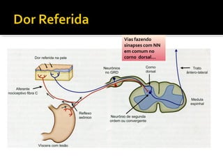Vias fazendo
sinapses com NN
em comum no
corno dorsal...
 