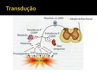 Gânglio da Raiz Dorsal
 
