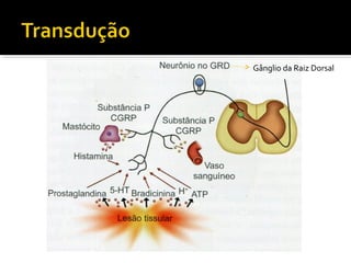 Gânglio da Raiz Dorsal
 