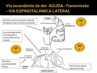 Neurônio
pseudounipolar
longo
seu prolongamento
central ganha o
corno posterior da
medula
No funículo lateral
oposto ascende
No VPL (ventrículo póstero-lateral)
do tálamo a dor se torna consciente
NN
1
NN
2
NN
3
 
