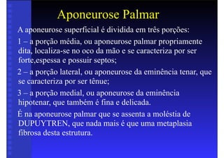 Aponeurose Palmar
A aponeurose superficial é dividida em três porções:
1 – a porção média, ou aponeurose palmar propriamente
dita, localiza-se no oco da mão e se caracteriza por ser
forte,espessa e possuir septos;
2 – a porção lateral, ou aponeurose da eminência tenar, que
se caracteriza por ser tênue;
3 – a porção medial, ou aponeurose da eminência
hipotenar, que também é fina e delicada.
É na aponeurose palmar que se assenta a moléstia de
DUPUYTREN, que nada mais é que uma metaplasia
fibrosa desta estrutura.
 
