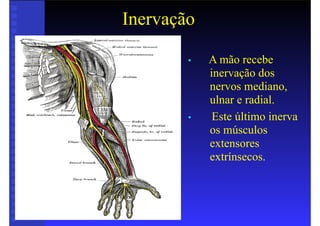 Inervação
• A mão recebe
inervação dos
nervos mediano,
ulnar e radial.
• Este último inerva
os músculos
extensores
extrínsecos.
 