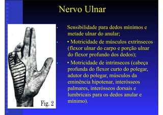 Nervo Ulnar
• Sensibilidade para dedos mínimos e
metade ulnar do anular;
• • Motricidade de músculos extrínsecos
(flexor ulnar do carpo e porção ulnar
do flexor profundo dos dedos);
• • Motricidade de intrínsecos (cabeça
profunda do flexor curto do polegar,
adutor do polegar, músculos da
eminência hipotenar, interósseos
palmares, interósseos dorsais e
lumbricais para os dedos anular e
mínimo).
 