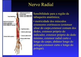 Nervo Radial
• Sensibilidade para a região da
tabaqueira anatômica;
• • motricidade dos músculos
extensores extrínsecos (extensor
ulnar do carpo,extensor comum dos
dedos, extensor próprio do
indicador, extensor próprio do dedo
mínimo, extensor radial curto e
longo do carpo, abdutor longo do
polegar,extensor curto e longo do
polegar).
 