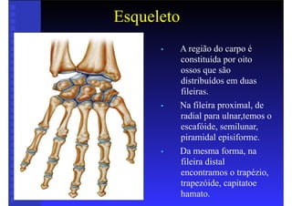Esqueleto
• A região do carpo é
constituída por oito
ossos que são
distribuídos em duas
fileiras.
• Na fileira proximal, de
radial para ulnar,temos o
escafóide, semilunar,
piramidal episiforme.
• Da mesma forma, na
fileira distal
encontramos o trapézio,
trapezóide, capitatoe
hamato.
 