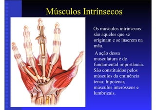 Músculos Intrínsecos
• Os músculos intrínsecos
são aqueles que se
originam e se inserem na
mão.
• A ação dessa
musculatura é de
fundamental importância.
São constituídos pelos
músculos da eminência
tenar, hipotenar,
músculos interósseos e
lumbricais.
 