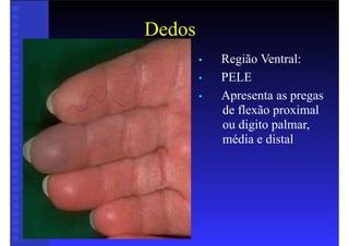 Dedos
• Região Ventral:
• PELE
• Apresenta as pregas
de flexão proximal
ou digito palmar,
média e distal
 