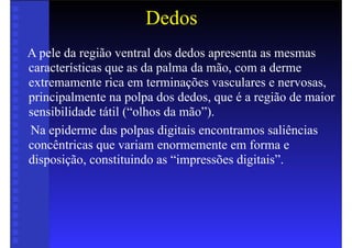 Dedos
A pele da região ventral dos dedos apresenta as mesmas
características que as da palma da mão, com a derme
extremamente rica em terminações vasculares e nervosas,
principalmente na polpa dos dedos, que é a região de maior
sensibilidade tátil (“olhos da mão”).
Na epiderme das polpas digitais encontramos saliências
concêntricas que variam enormemente em forma e
disposição, constituindo as “impressões digitais”.
 