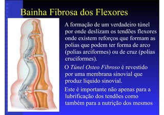 Bainha Fibrosa dos Flexores
• A formação de um verdadeiro túnel
por onde deslizam os tendões flexores
onde existem reforços que formam as
polias que podem ter forma de arco
(polias arciformes) ou de cruz (polias
cruciformes).
• O Túnel Osteo Fibroso é revestido
por uma membrana sinovial que
produz líquido sinovial.
• Este é importante não apenas para a
lubrificação dos tendões como
também para a nutrição dos mesmos
 