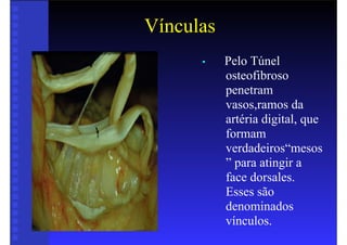 Vínculas
• Pelo Túnel
osteofibroso
penetram
vasos,ramos da
artéria digital, que
formam
verdadeiros“mesos
” para atingir a
face dorsales.
Esses são
denominados
vínculos.
 