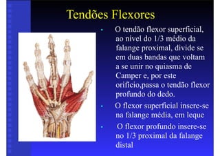 Tendões Flexores
• O tendão flexor superficial,
ao nível do 1/3 médio da
falange proximal, divide se
em duas bandas que voltam
a se unir no quiasma de
Camper e, por este
orifício,passa o tendão flexor
profundo do dedo.
• O flexor superficial insere-se
na falange média, em leque
• O flexor profundo insere-se
no 1/3 proximal da falange
distal
 