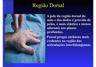 Região Dorsal
• A pele da região dorsal da
mão e dos dedos é provida de
pelos, é mais elástica e menos
aderente aos planos
profundos.
• Possui pregas cutâneas mais
evidentes na região das
articulações interfalangianas.
 