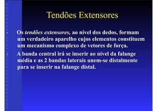 Tendões Extensores
• Os tendões extensores, ao nível dos dedos, formam
um verdadeiro aparelho cujos elementos constituem
um mecanismo complexo de vetores de força.
• A banda central irá se inserir ao nível da falange
média e as 2 bandas laterais unem-se distalmente
para se inserir na falange distal.
 