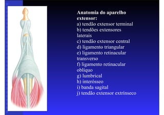 Anatomia do aparelho
extensor:
a) tendão extensor terminal
b) tendões extensores
laterais
c) tendão extensor central
d) ligamento triangular
e) ligamento retinacular
transverso
f) ligamento retinacular
oblíquo
g) lumbrical
h) interósseo
i) banda sagital
j) tendão extensor extrínseco
 