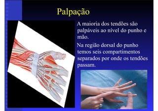 Palpação
• A maioria dos tendões são
palpáveis ao nível do punho e
mão.
• Na região dorsal do punho
temos seis compartimentos
separados por onde os tendões
passam.
 