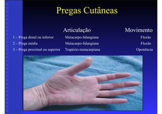 Pregas Cutâneas
Articulação Movimento
1 – Prega distal ou inferior Metacarpo-falangiana Flexão
2 – Prega média Metacarpo-falangiana Flexão
3 – Prega proximal ou superior Trapézio-metacarpiana Oponência
 