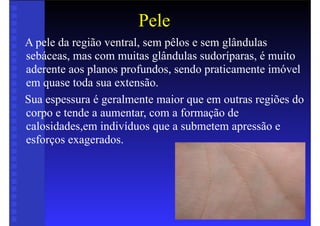 Pele
A pele da região ventral, sem pêlos e sem glândulas
sebáceas, mas com muitas glândulas sudoríparas, é muito
aderente aos planos profundos, sendo praticamente imóvel
em quase toda sua extensão.
Sua espessura é geralmente maior que em outras regiões do
corpo e tende a aumentar, com a formação de
calosidades,em indivíduos que a submetem apressão e
esforços exagerados.
 