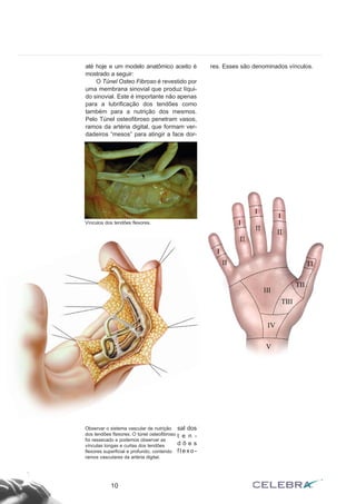 até hoje e um modelo anatômico aceito é 
mostrado a seguir: 
O Túnel Osteo Fibroso é revestido por 
uma membrana sinovial que produz líqui-do 
sinovial. Este é importante não apenas 
para a lubrificação dos tendões como 
também para a nutrição dos mesmos. 
Pelo Túnel osteofibroso penetram vasos, 
ramos da artéria digital, que formam ver-dadeiros 
“mesos” para atingir a face dor-sal 
dos 
t e n - 
d õ e s 
f l e x o - 
res. Esses são denominados vínculos. 
Vínculos dos tendões flexores. 
Observar o sistema vascular de nutrição 
dos tendões flexores. O túnel osteofibroso 
foi ressecado e podemos observar as 
vínculas longas e curtas dos tendões 
flexores superficial e profundo, contendo 
ramos vasculares da artéria digital. 
10 
 