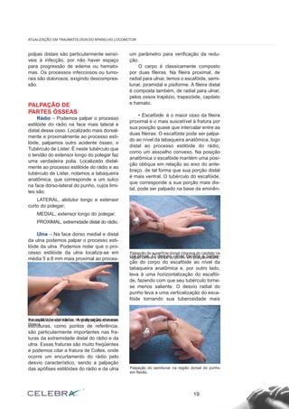 polpas distais são particularmente sensí-veis 
à infecção, por não haver espaço 
para progressão de edema ou hemato-mas. 
Os processos infecciosos ou tumo-rais 
são dolorosos, exigindo descompres-são. 
PALPAÇÃO DE 
PARTES ÓSSEAS 
Rádio – Podemos palpar o processo 
estilóide do rádio na face mais lateral e 
distal desse osso. Localizado mais dorsal-mente 
e proximalmente ao processo esti-lóide, 
palpamos outro acidente ósseo, o 
Tubérculo de Lister. É neste tubérculo que 
o tendão do extensor longo do polegar faz 
uma verdadeira polia. Localizado distal-mente 
ao processo estilóide do rádio e ao 
tubérculo de Lister, notamos a tabaqueira 
anatômica, que corresponde a um sulco 
na face dorso-lateral do punho, cujos limi-tes 
são: 
LATERAL, abdutor longo e extensor 
curto do polegar; 
MEDIAL, extensor longo do polegar; 
PROXIMAL, extremidade distal do rádio. 
Ulna – Na face dorso medial e distal 
da ulna podemos palpar o processo esti-lóide 
da ulna. Podemos notar que o pro-cesso 
estilóide da ulna localiza-se em 
média 5 a 8 mm mais proximal ao proces-so 
estilóide do rádio. A palpação dessas 
estruturas, como pontos de referência, 
são particularmente importantes nas fra-turas 
da extremidade distal do rádio e da 
ulna. Essas fraturas são muito freqüentes 
e podemos citar a fratura de Colles, onde 
ocorre um encurtamento do rádio pelo 
desvio característico, sendo a palpação 
das apófises estilóides do rádio e da ulna 
um parâmetro para verificação da redu-ção. 
O carpo é classicamente composto 
por duas fileiras. Na fileira proximal, de 
radial para ulnar, temos o escafóide, semi-lunar, 
piramidal e pisiforme. A fileira distal 
é composta também, de radial para ulnar, 
pelos ossos trapézio, trapezóide, capitato 
e hamato. 
• Escafóide: é o maior osso da fileira 
proximal e o mais suscetível à fratura por 
sua posição quase que intercalar entre as 
duas fileiras. O escafóide pode ser palpa-do 
ao nível da tabaqueira anatômica, logo 
distal ao processo estilóide do rádio, 
como um assoalho convexo. Na posição 
anatômica o escafóide mantém uma posi-ção 
oblíqua em relação ao eixo do ante-braço, 
de tal forma que sua porção distal 
é mais ventral. O tubérculo do escafóide, 
que corresponde a sua porção mais dis-tal, 
pode ser palpado na base da eminên-cia 
tenar. O desvio ulnar facilita a palpa-ção 
do corpo do escafóide ao nível da 
tabaqueira anatômica e, por outro lado, 
leva à uma horizontalização do escafói-de, 
fazendo com que seu tubérculo torne-se 
menos saliente. O desvio radial do 
punho leva a uma verticalização do esca-fóide 
tornando sua tuberosidade mais 
19 
ATUALIZAÇÃO EM TRAUMATOLOGIA DO APARELHO LOCOMOTOR 
Palpação do escafóide ao nível da tabaqueira ana-tômica. 
Palpação da superfície dorsal côncava do capitato na 
região central e dorsal do punho em posição neutra. 
Palpação do semilunar na região dorsal do punho 
em flexão. 
 