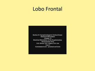 Lobo Frontal
 