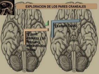 NERVIO OLFATORIO ( I PAR CRANEAL)

 Se explora haciendo que el paciente
detecte diferencias entre los olores de la
menta ...