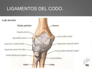 LIGAMENTOS DEL CODO.
 