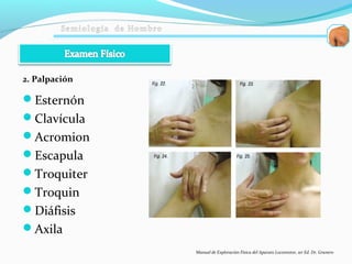 2. Palpación
Esternón
Clavícula
Acromion
Escapula
Troquiter
Troquin
Diáfisis
Axila
Manual de Exploración Física del Aparato Locomotor, 1er Ed. Dr. Granero
 