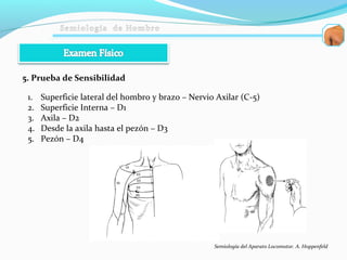 5. Prueba de Sensibilidad
1. Superficie lateral del hombro y brazo – Nervio Axilar (C-5)
2. Superficie Interna – D1
3. Axila – D2
4. Desde la axila hasta el pezón – D3
5. Pezón – D4
Semiología del Aparato Locomotor. A. Hoppenfeld
 