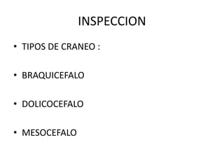 INSPECCION
• TIPOS DE CRANEO :
• BRAQUICEFALO
• DOLICOCEFALO
• MESOCEFALO
 