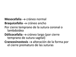 Mesocefalia  cráneo normal
Braquicefalia  cráneo ancho
Por cierre temprano de la sutura coronal o
lambdoidea
Dólicocefalia  cráneo largo (por cierre
temprano de sutura sagital)
Craneosinostosis  alteración de la forma por
el cierre prematuro de las suturas
 