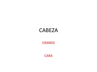 CABEZA
CRANEO
CARA
 