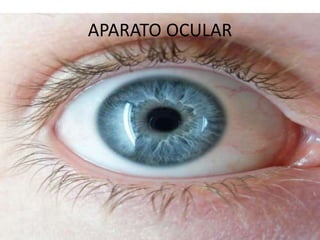 APARATO OCULAR
 