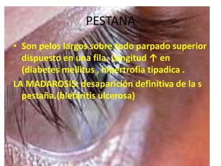 PESTANA
• Son pelos largos sobre todo parpado superior
dispuesto en una fila. Longitud ↑ en
(diabetes mellitus , hipertrofia tipadica .
LA MADAROSIS: desaparición definitiva de la s
pestaña.(blefaritis ulcerosa)
 
