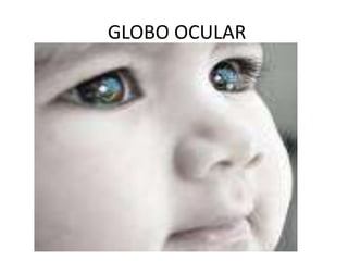 GLOBO OCULAR
 