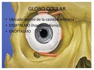 GLOBO OCULAR
• Ubicado dentro de la cavidad orbitaria .
• EXOFTALMO (hipertiroidismo)
• ENOFTALMO
 